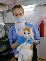 Помощь в приюте для животных «Омские хвостики», 2020г
